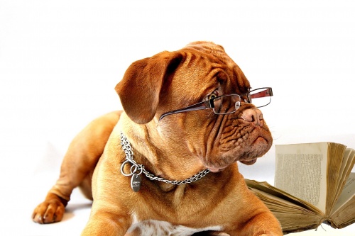Chien-lunettes.jpg