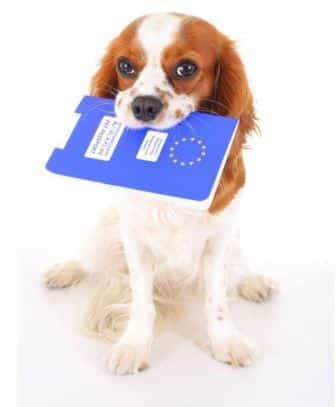 Conseils santé chiens. Kovacs Agnes Zsofia -123RF/Banque d'images
