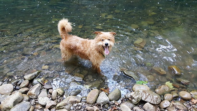 Chien_rivière.jpg