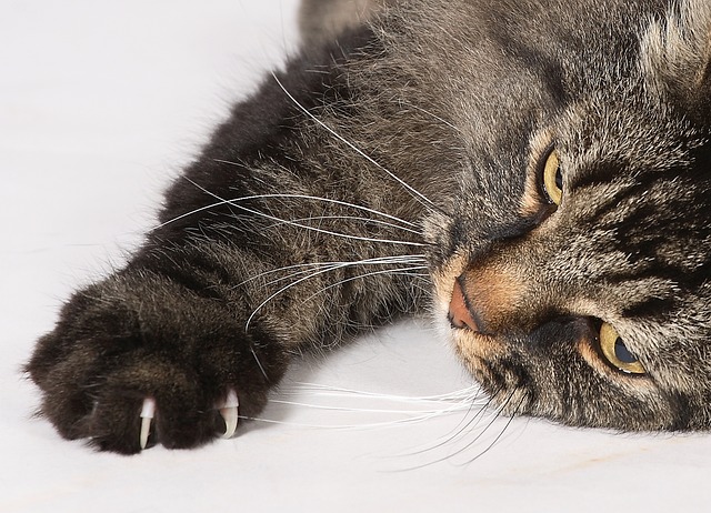 La Maladie Des Griffes Du Chat Clinique Veterinaire Carei Carnoles