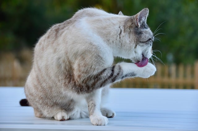 cat-4548830_640.jpg